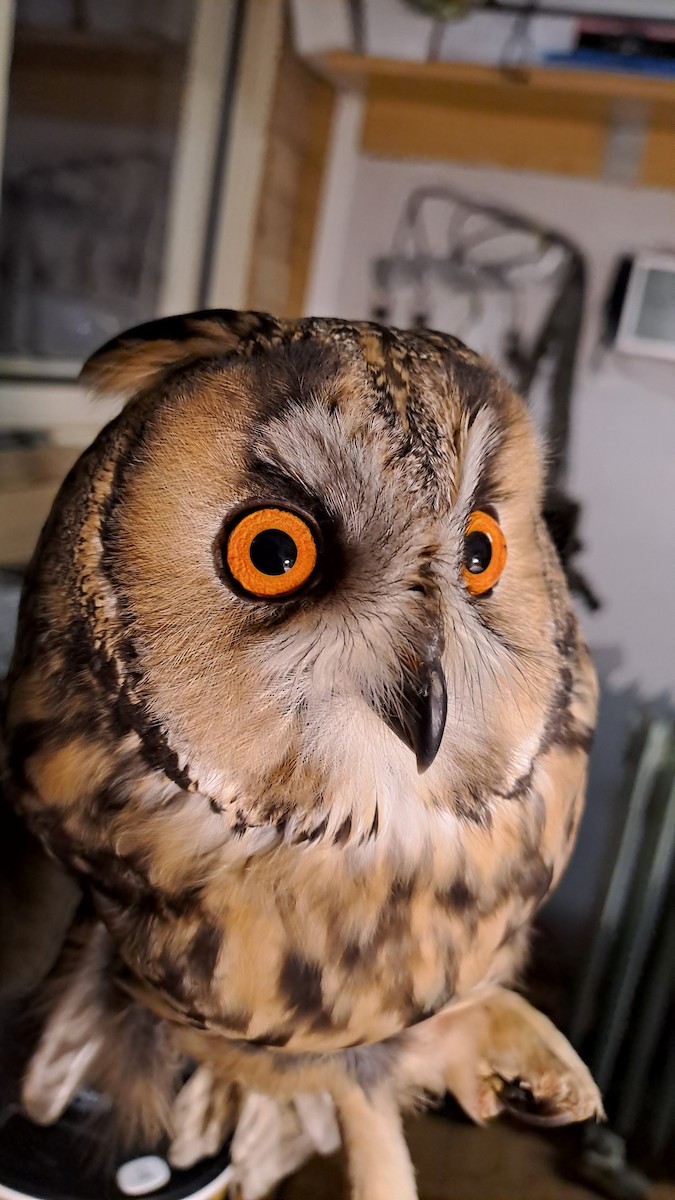 Сова вухата - ML644593615