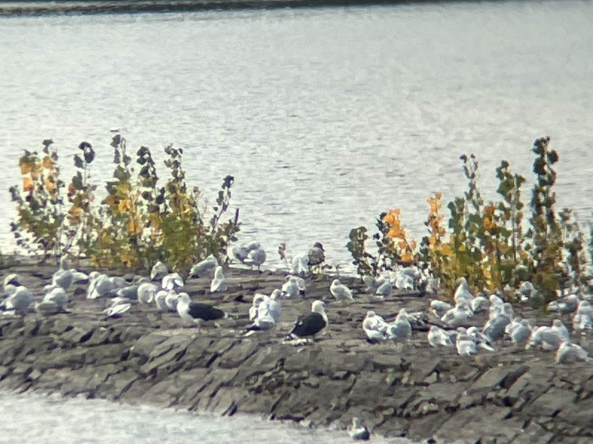 Great Black-backed Gull - ML644593616