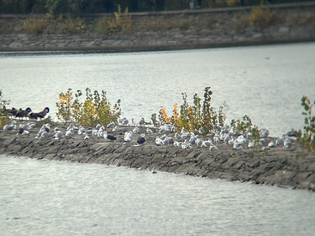 Larus sp. - ML644593618