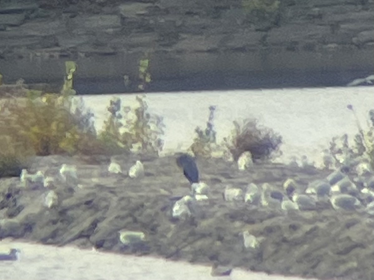 Great Blue Heron - ML644593621