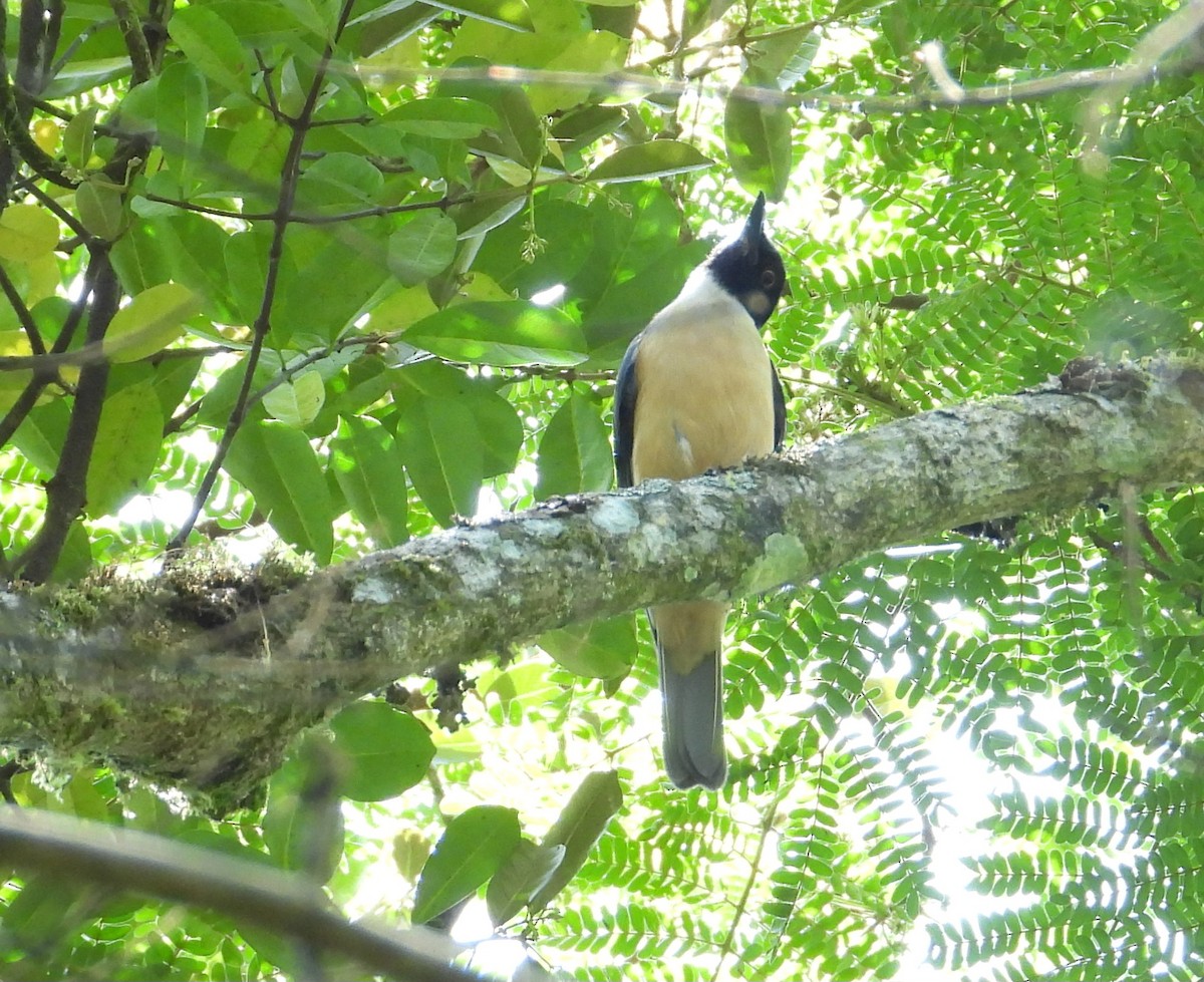 Bülbülvanga - ML644593629