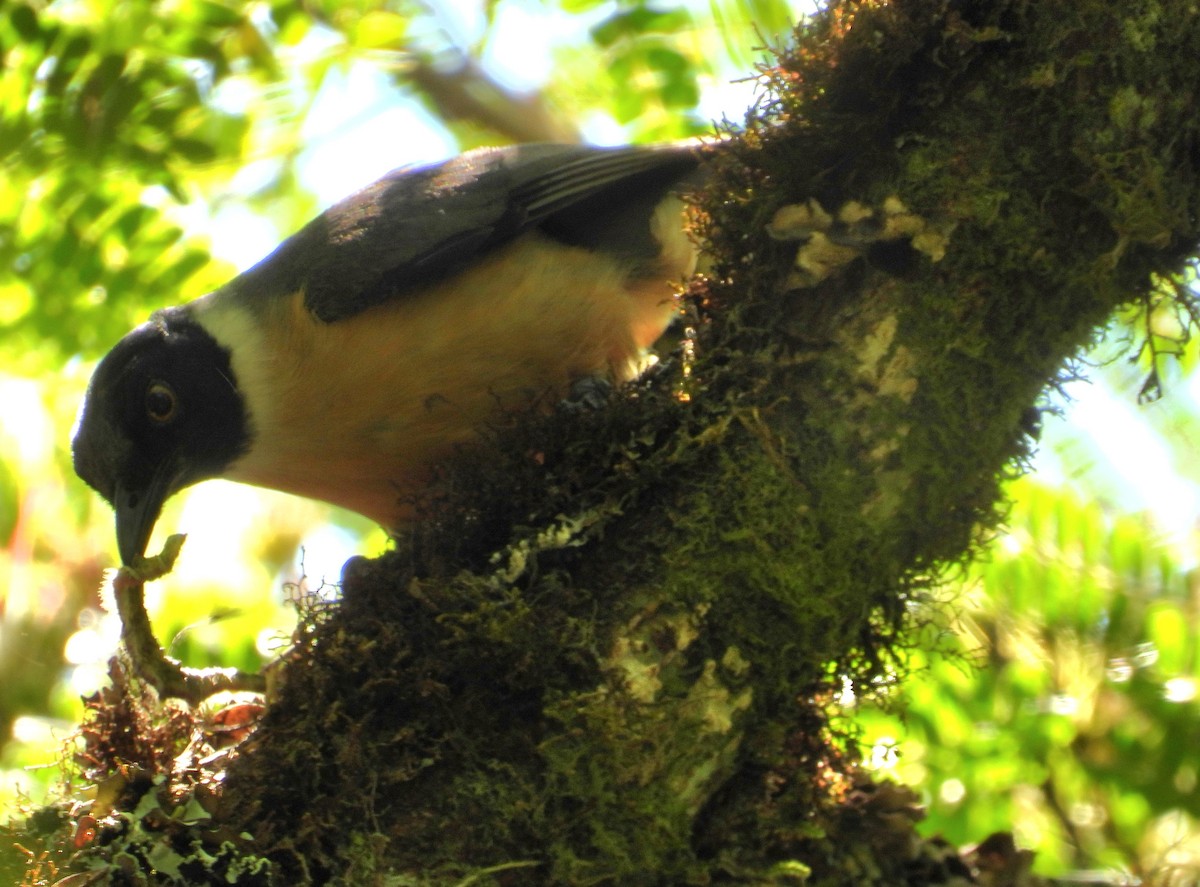 Bülbülvanga - ML644593630