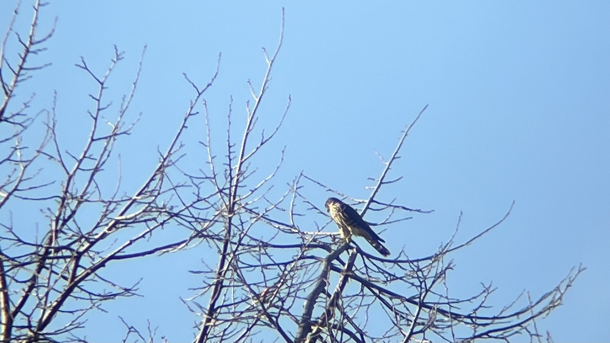 灰背隼 - ML644593632