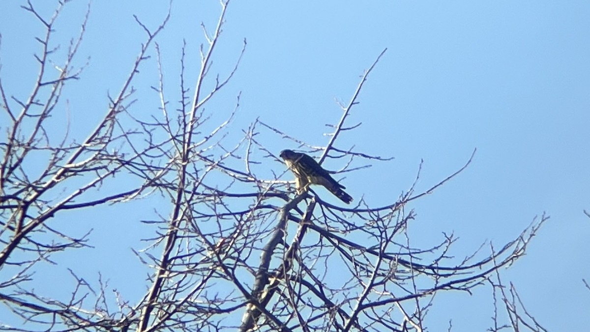 灰背隼 - ML644593633