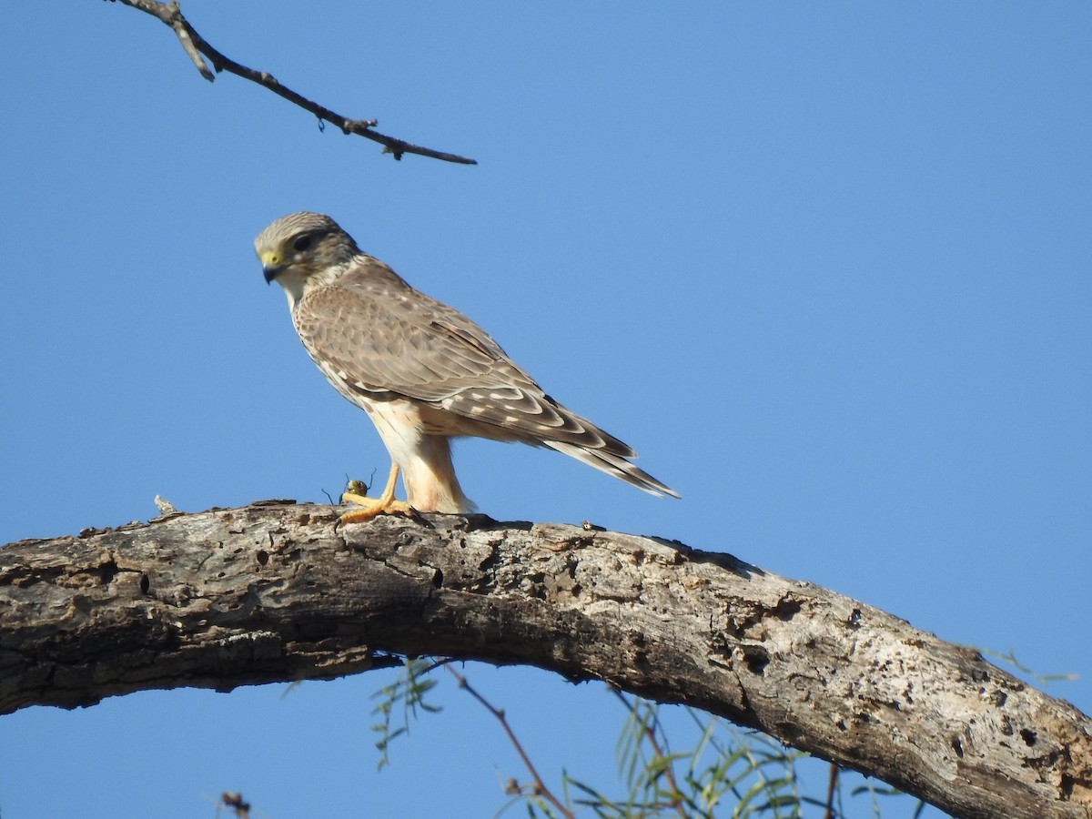 Merlin - ML644593636