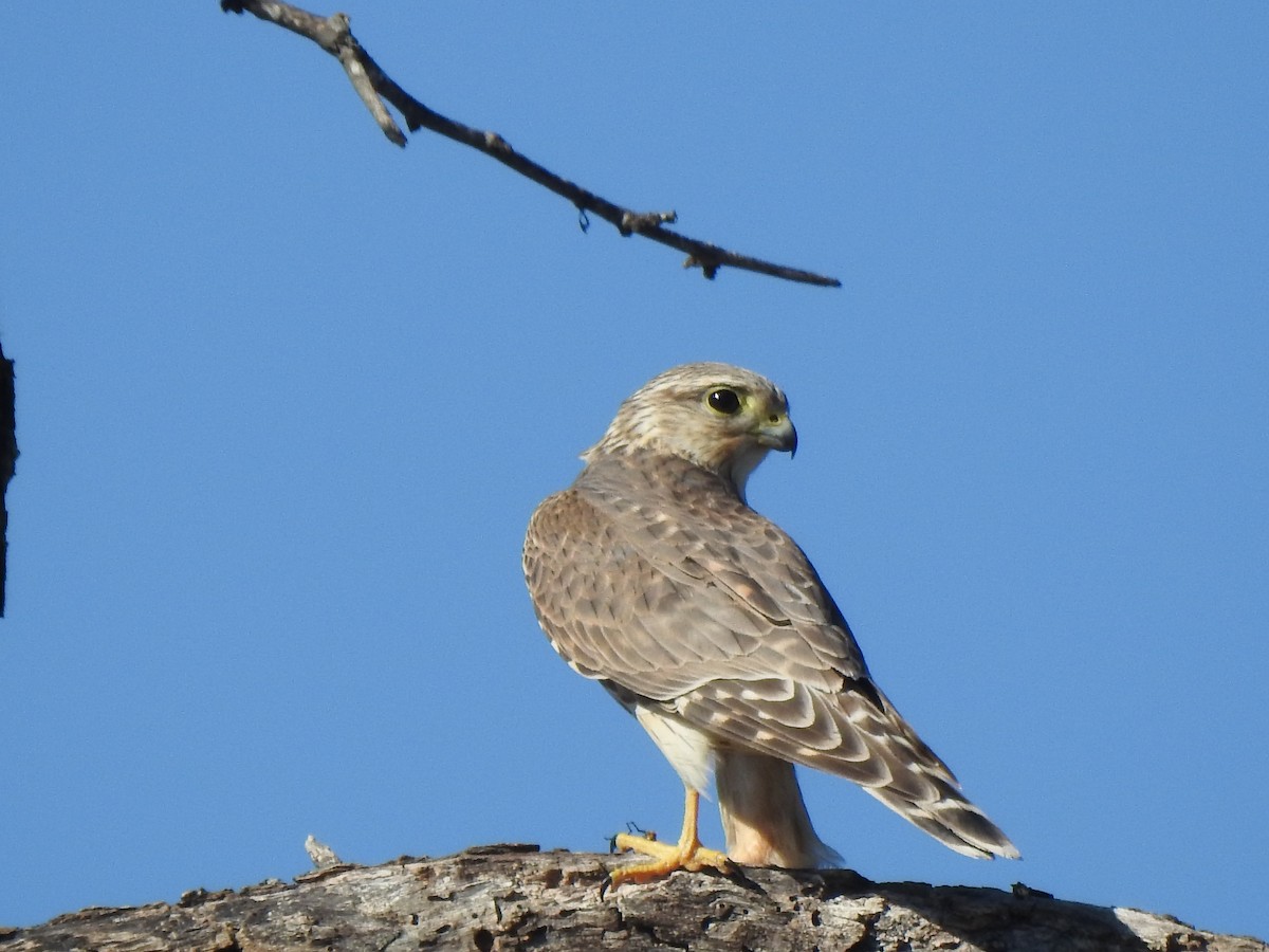 Merlin - ML644593646