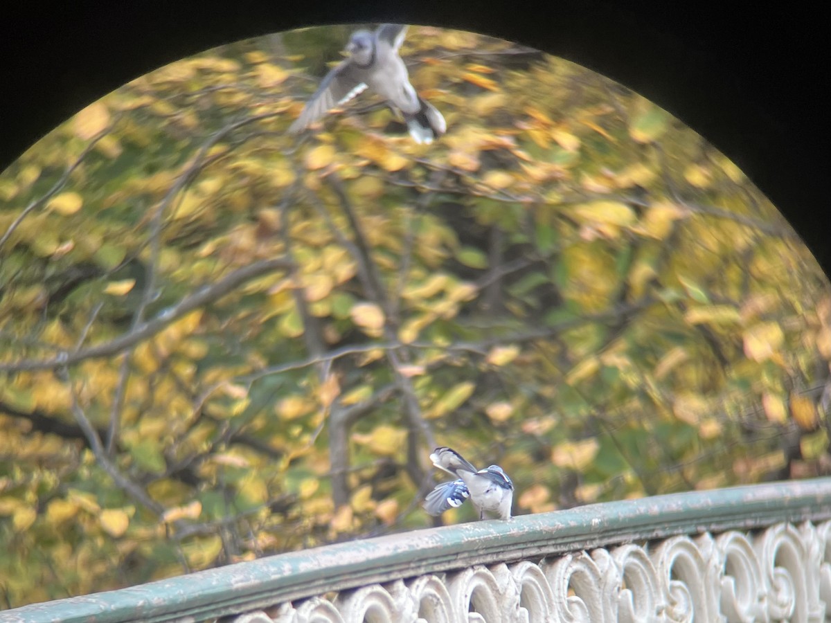 Blue Jay - ML644593649