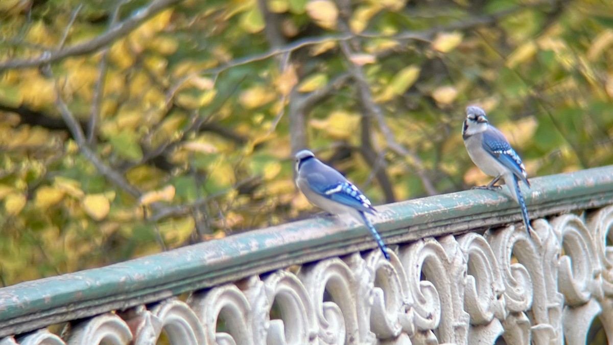 Blue Jay - ML644593650