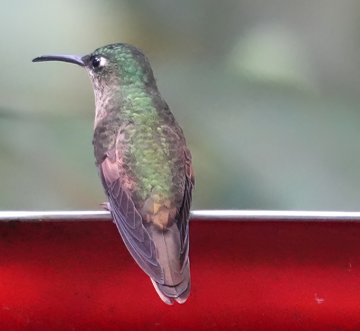 Fawn-breasted Brilliant - ML644593653