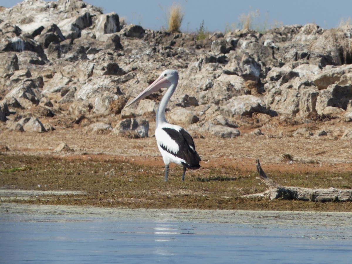 Australian Pelican - ML644593657