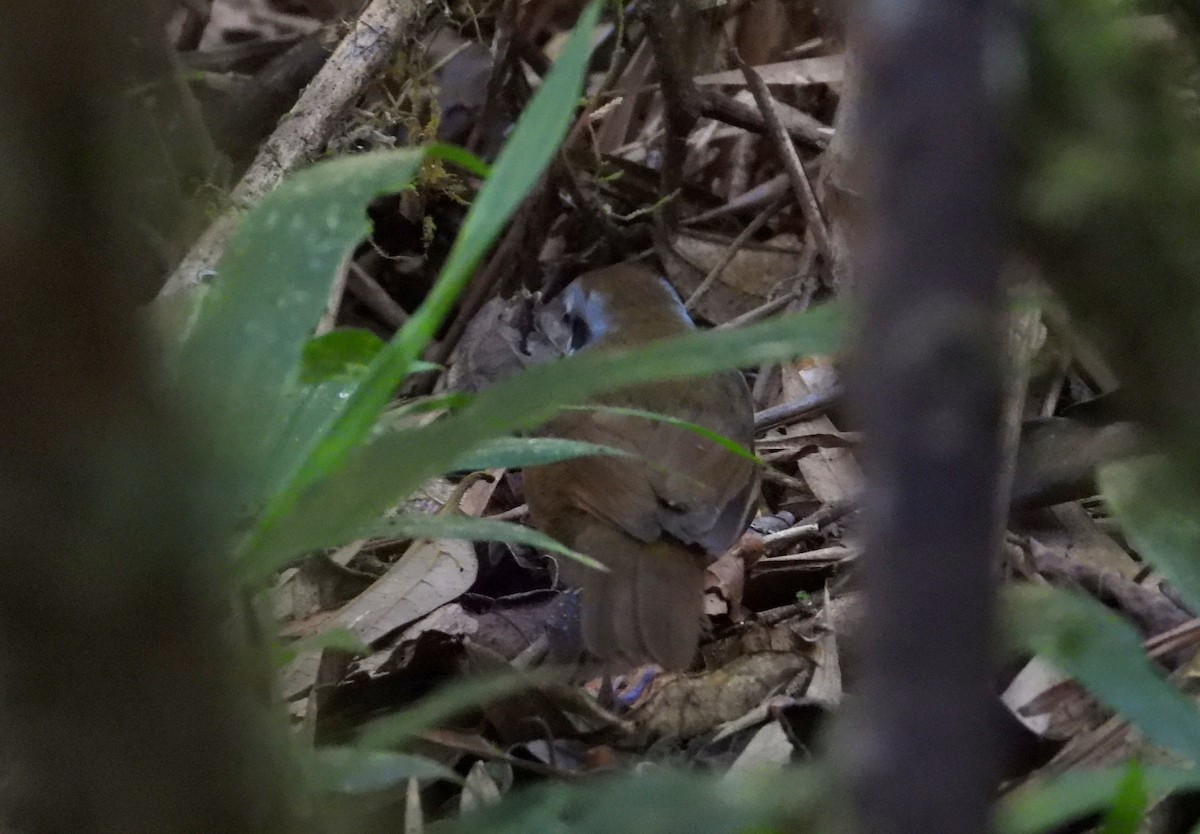 Weißbartvanga - ML644593660