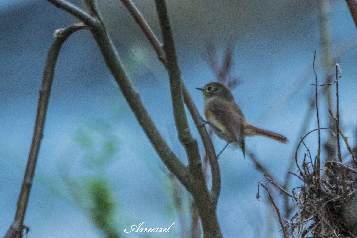 Мухоловка гімалайська - ML644593661