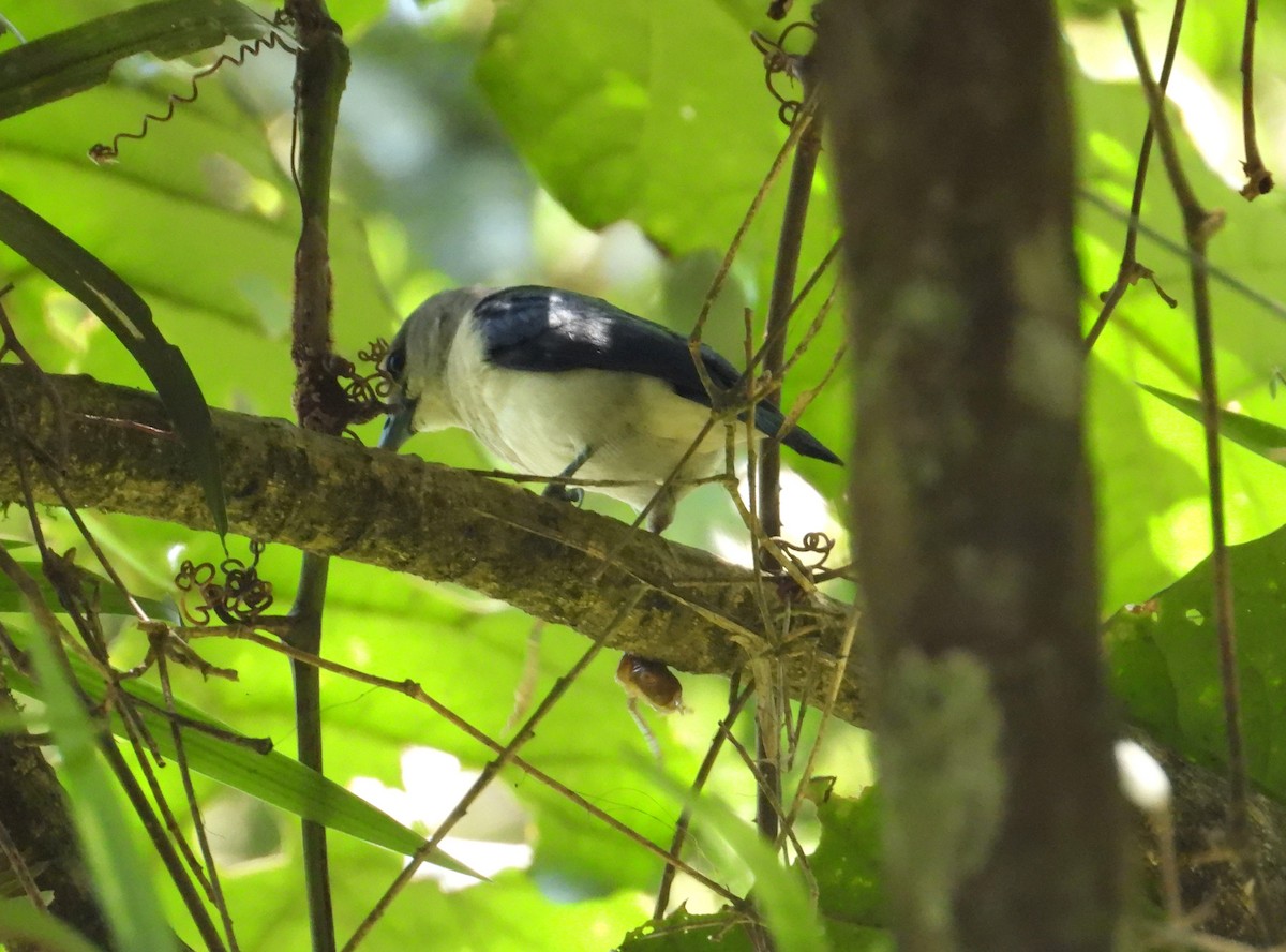 Weißkopfvanga - ML644593671