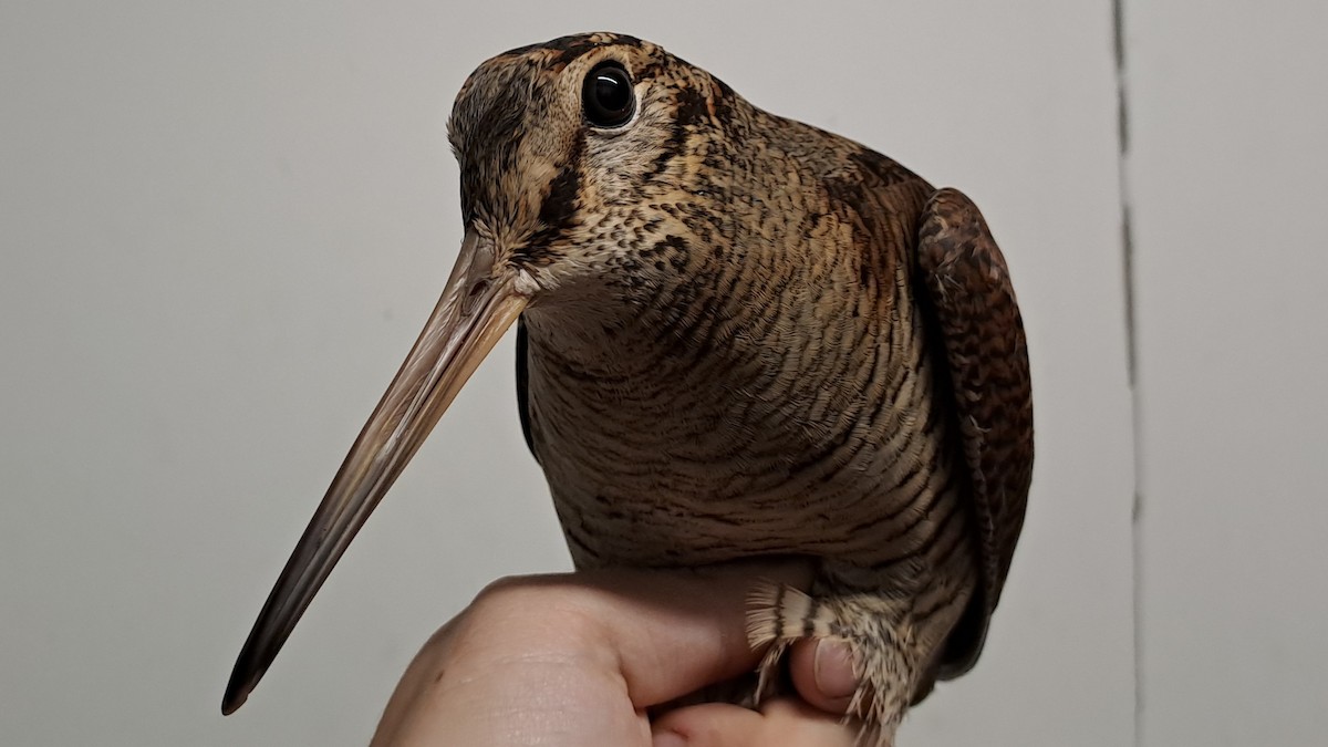 Слуква лісова - ML644593676