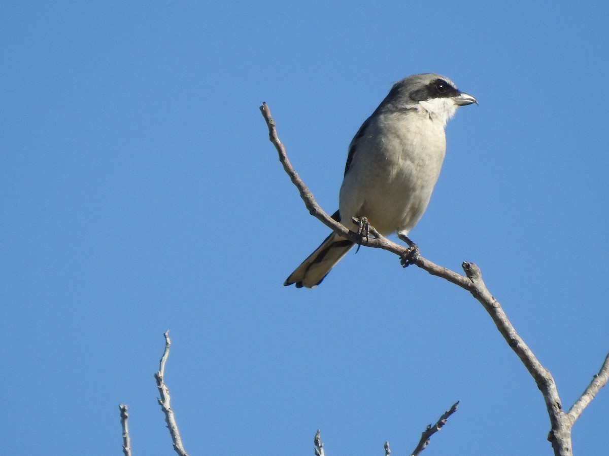 Loggerhead Shrike - ML644593679