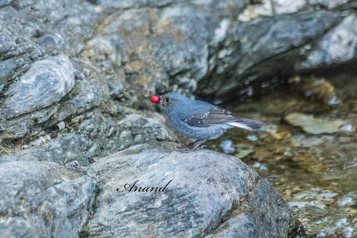 Kurşuni Kızılkuyruk - ML644593681