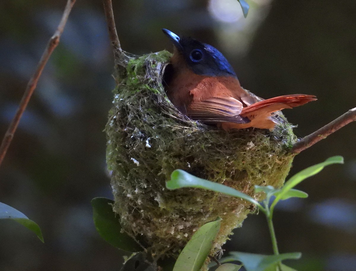 Rotbrust-Paradiesschnäpper [mutata-Gruppe] - ML644593691
