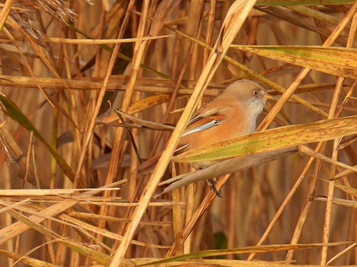 Bearded Reedling - ML644593692