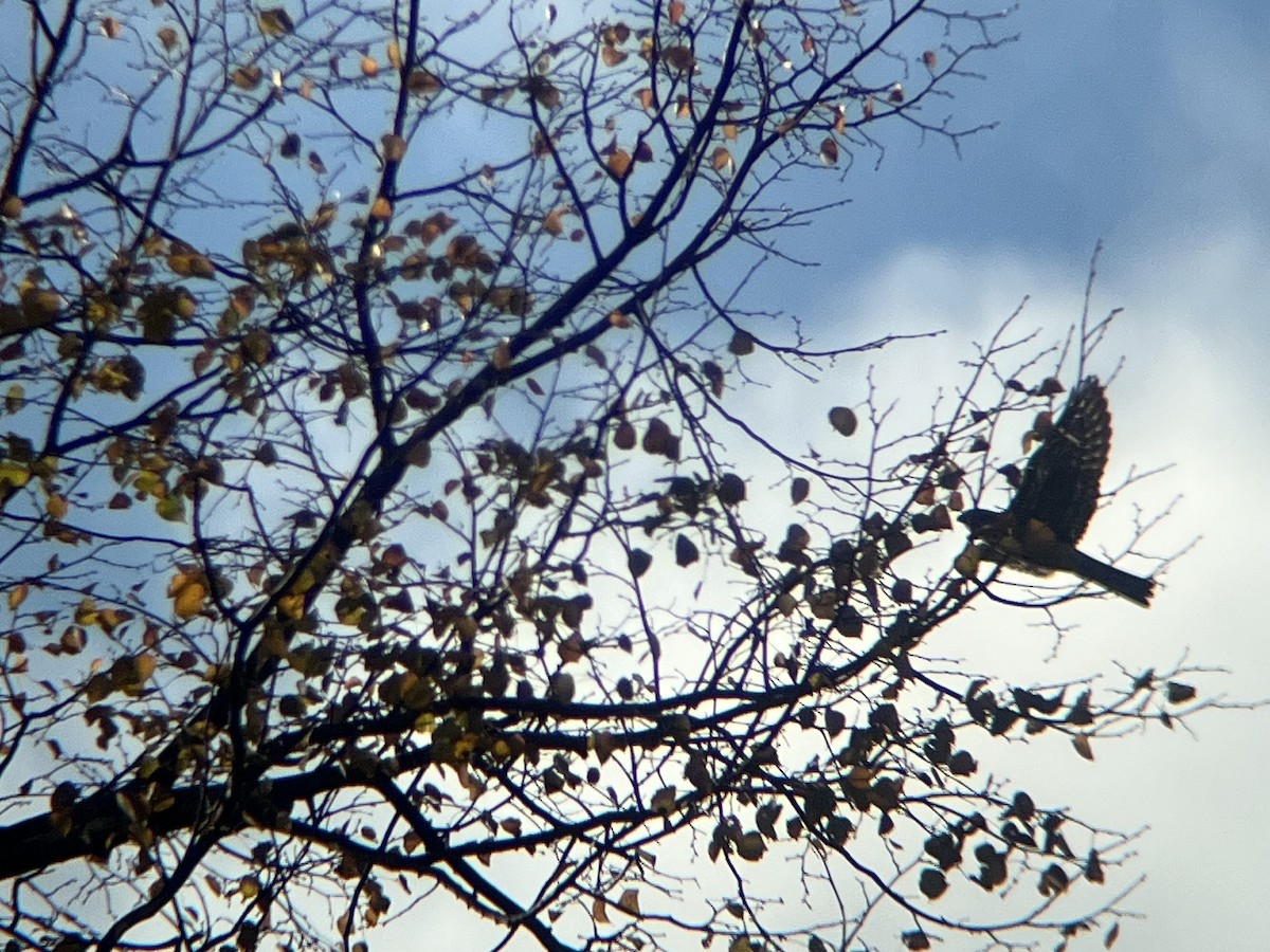 灰背隼 - ML644593695