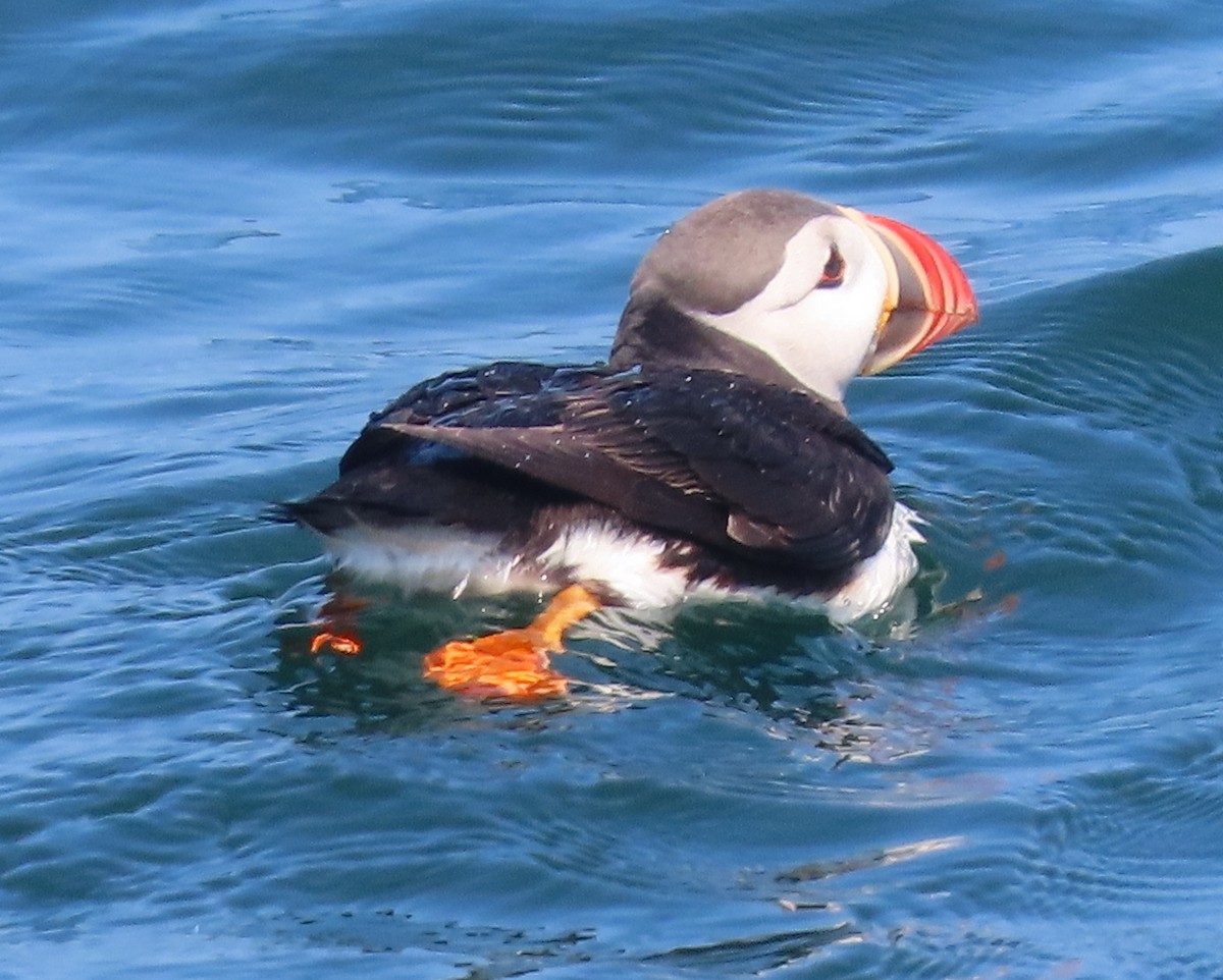 Atlantic Puffin - ML644593701