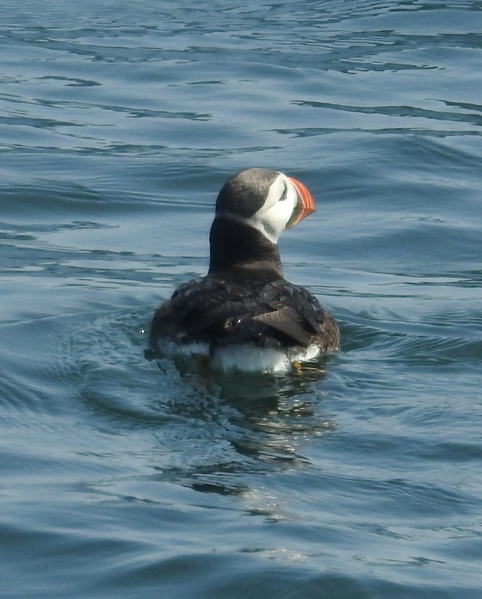 Atlantic Puffin - ML644593702