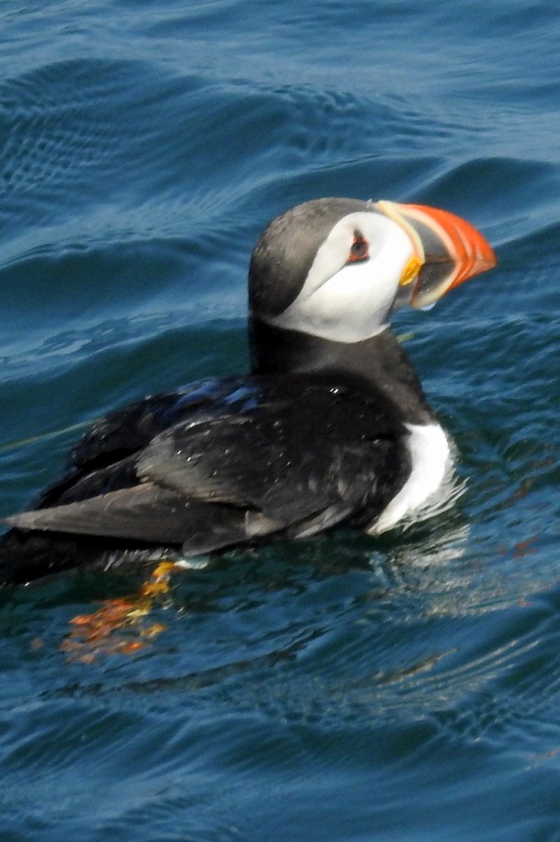 Atlantic Puffin - ML644593703