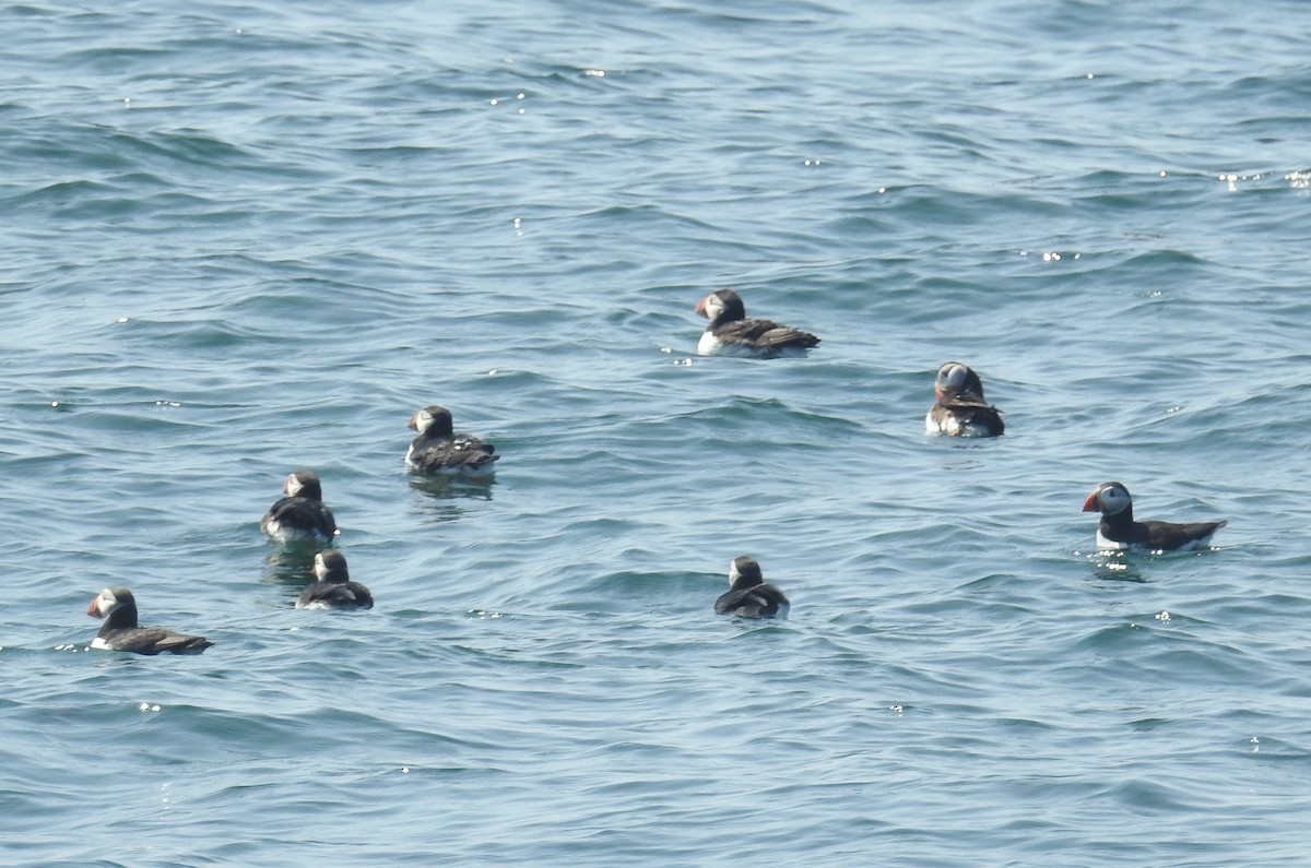 Atlantic Puffin - ML644593705