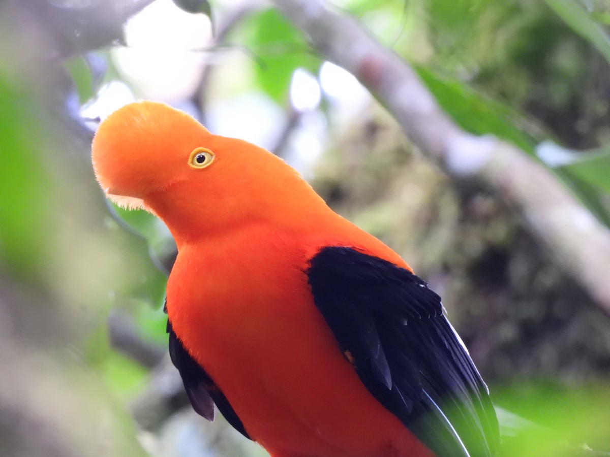 Andean Cock-of-the-rock - ML644593709