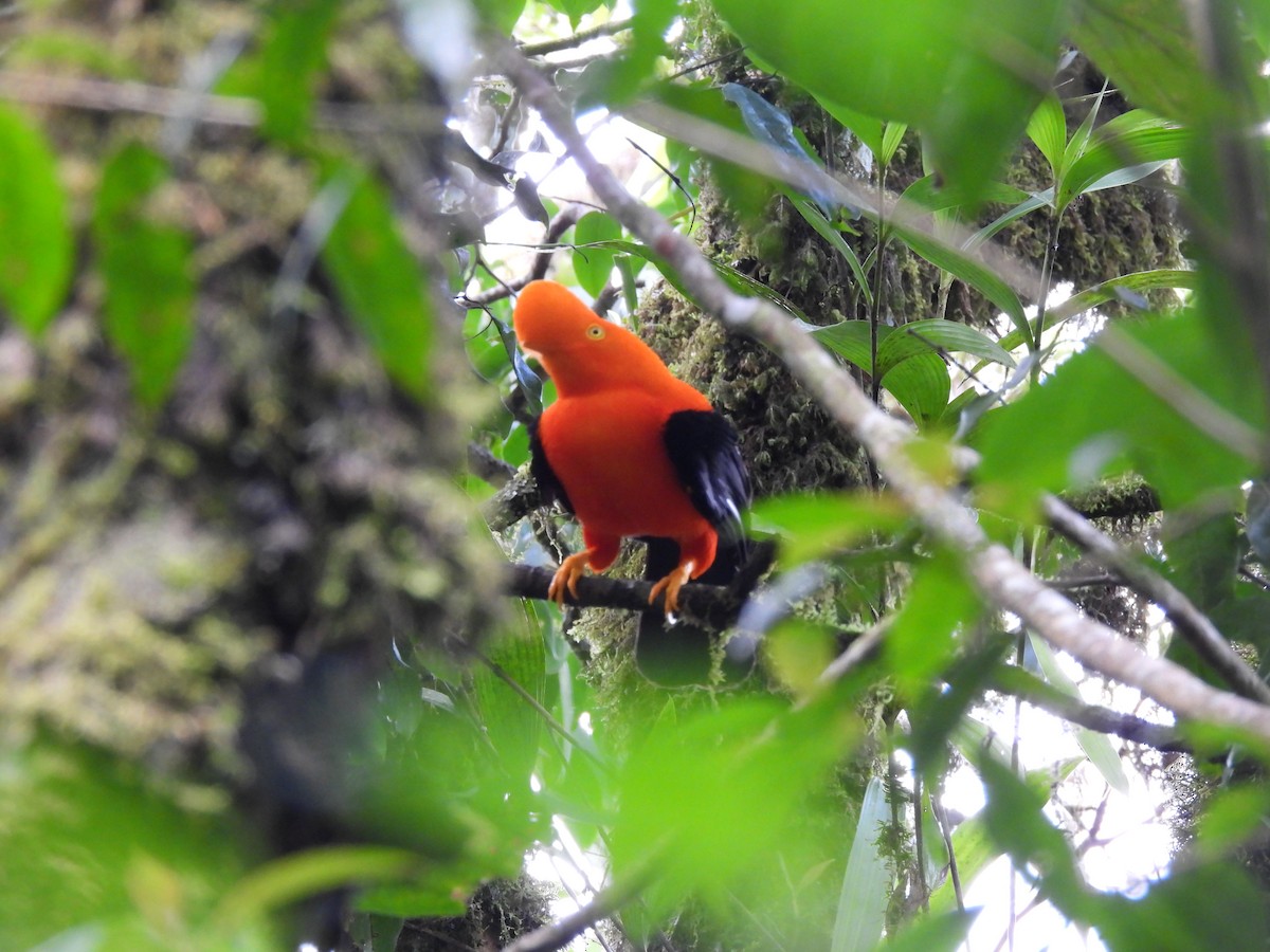 Andean Cock-of-the-rock - ML644593710