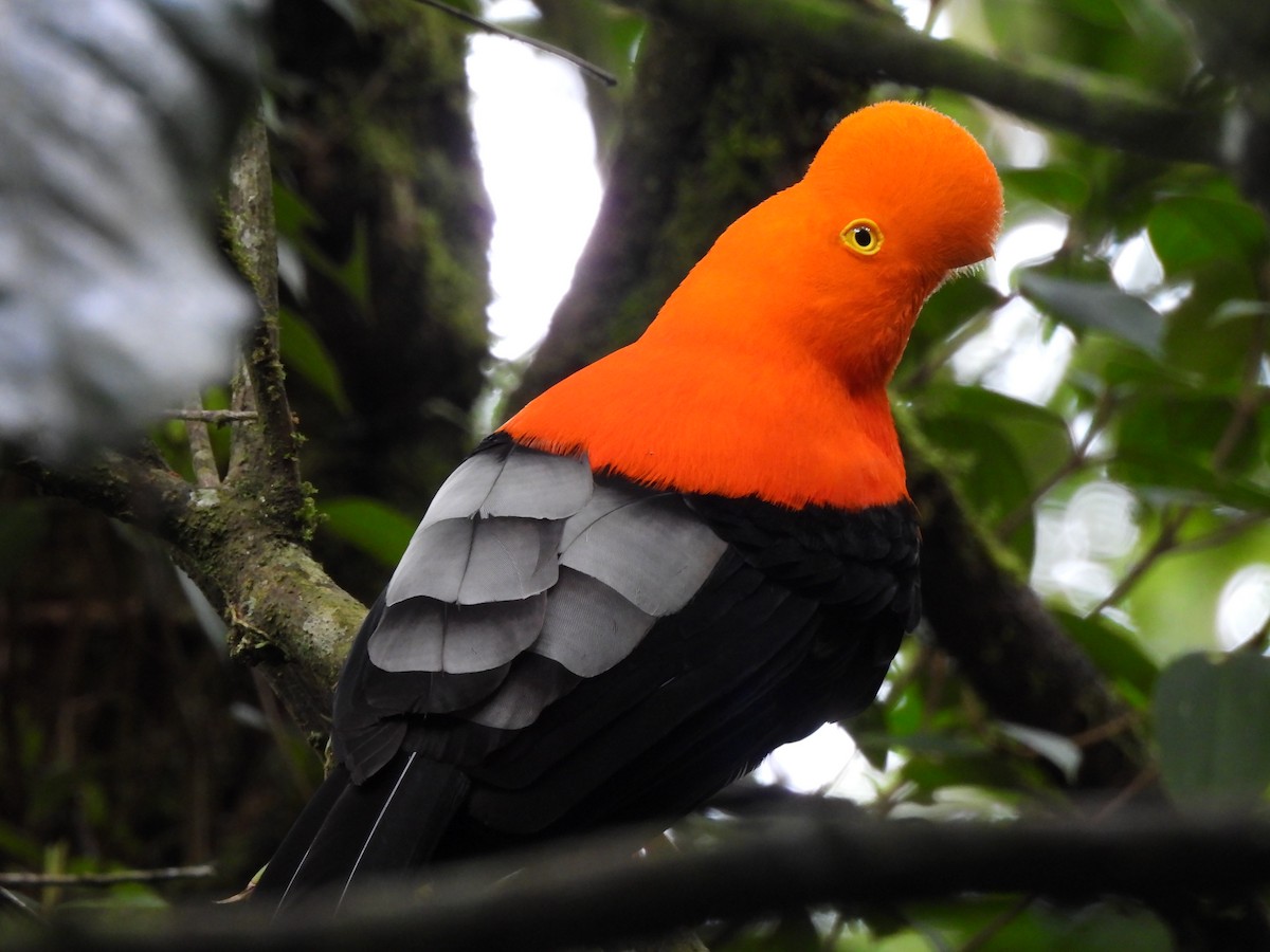 Andean Cock-of-the-rock - ML644593711