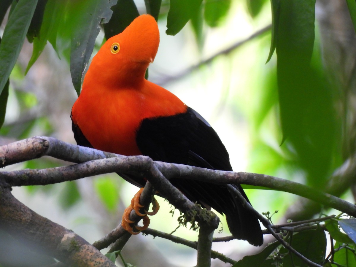 Andean Cock-of-the-rock - ML644593712