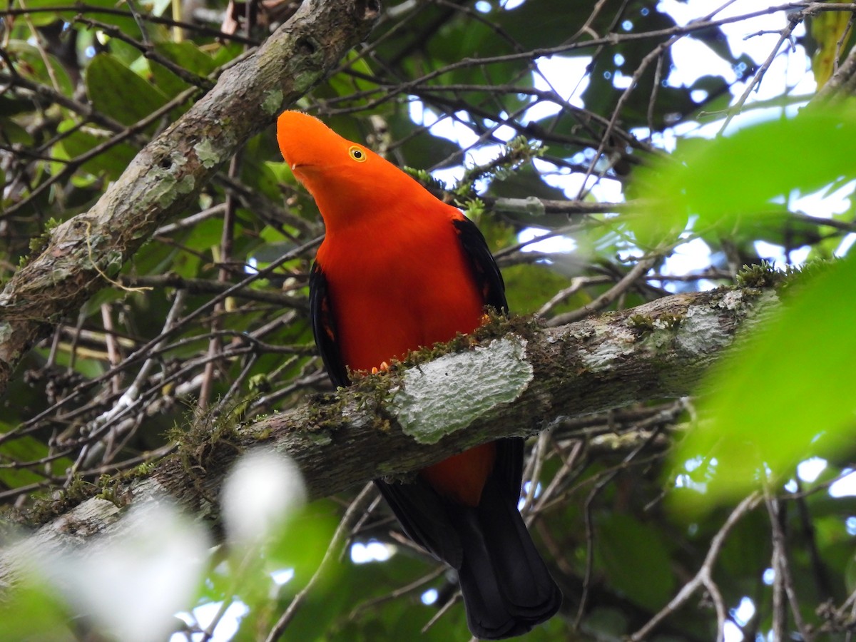 Andean Cock-of-the-rock - ML644593713
