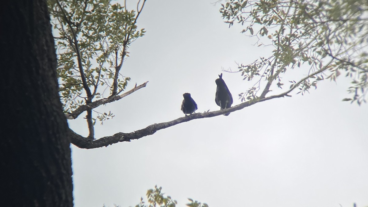 American Crow - ML644593716