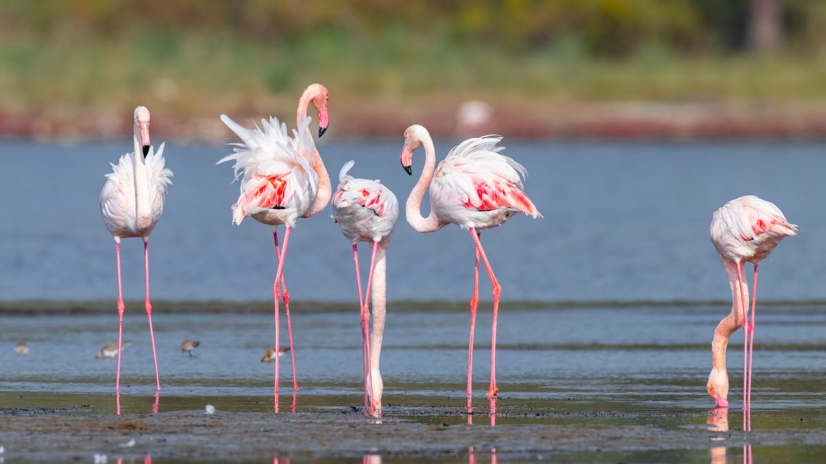 Greater Flamingo - ML644593717