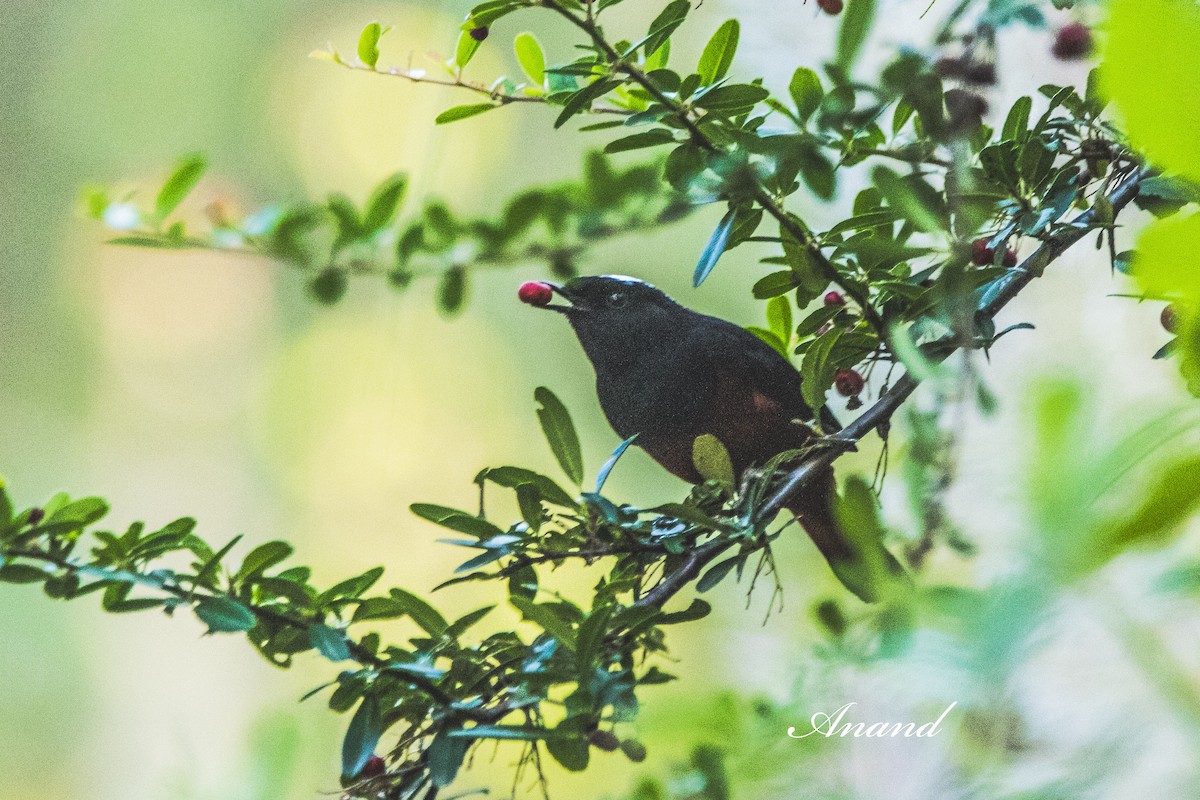 Горихвістка водяна - ML644593723