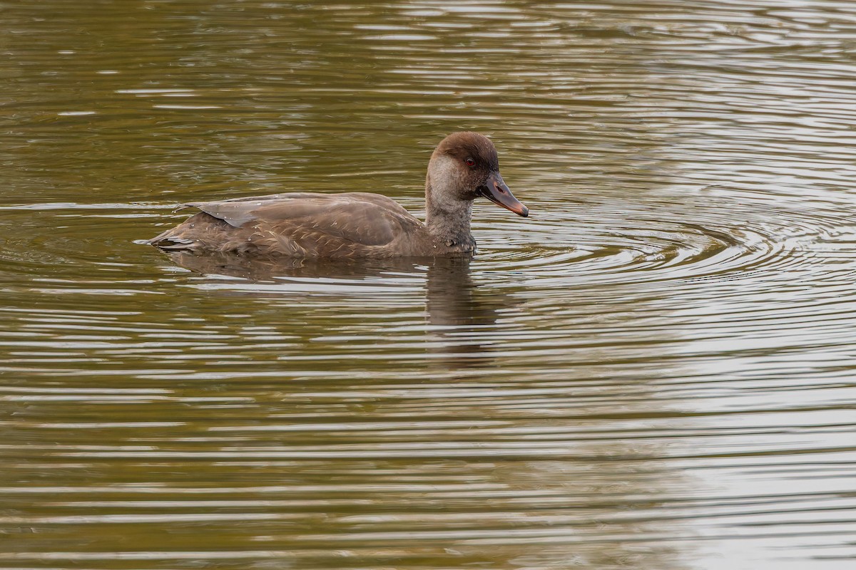 rødhodeand - ML644593724