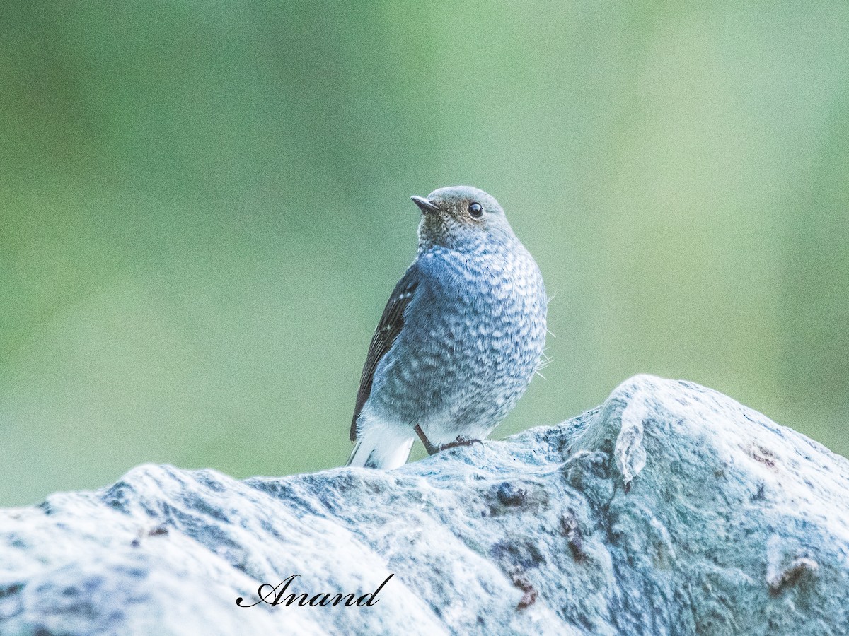 Kurşuni Kızılkuyruk - ML644593735