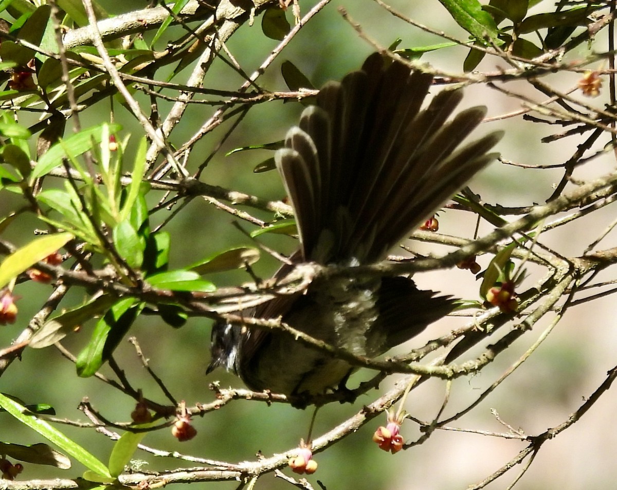 Серая веерохвостка - ML644593737