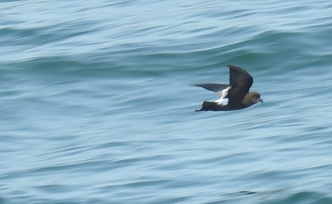 Wilson's Storm-Petrel - ML644593740