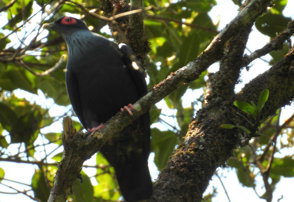 Madagaskarfruchttaube - ML644593748