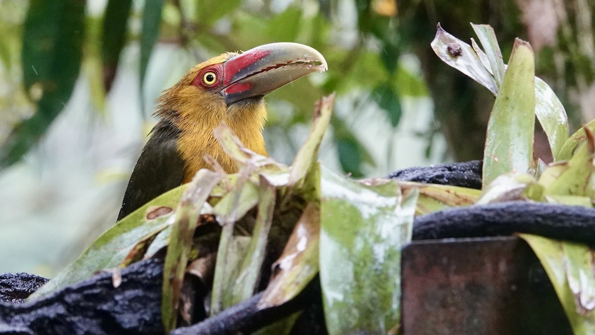 Saffron Toucanet - ML644593757