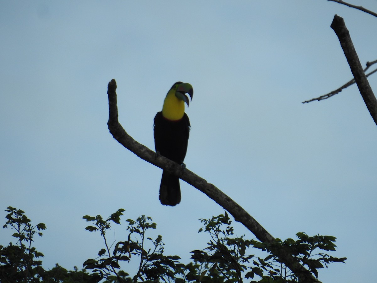 Keel-billed Toucan - ML644593758
