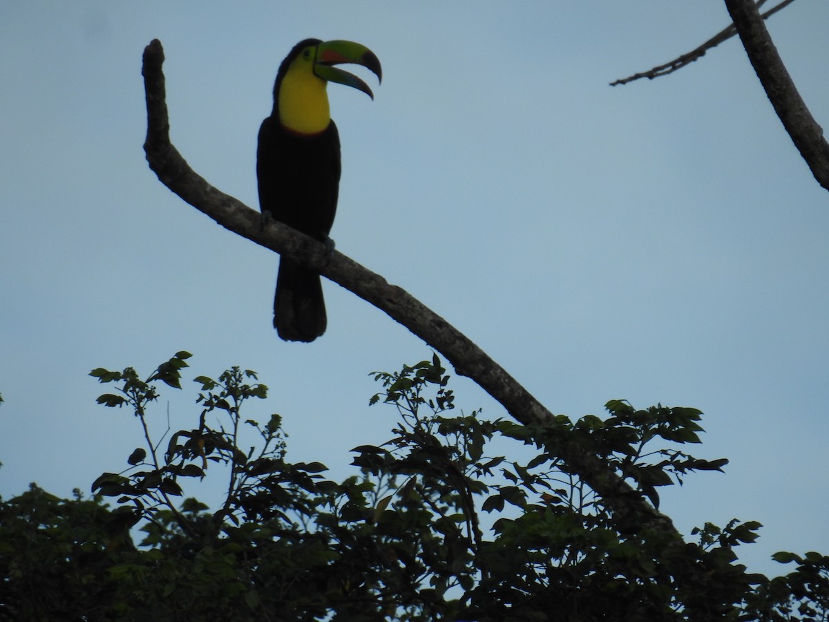 Keel-billed Toucan - ML644593759