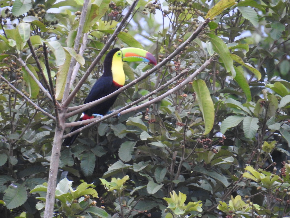 Keel-billed Toucan - ML644593760