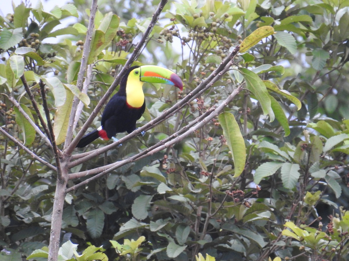 Keel-billed Toucan - ML644593761