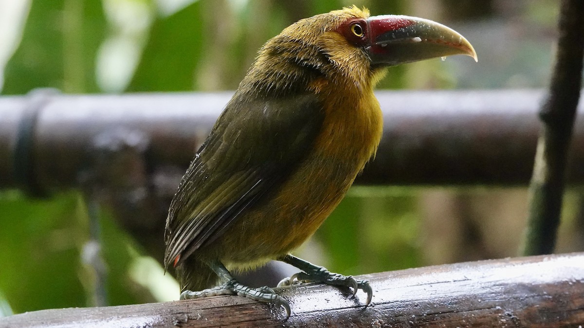 Saffron Toucanet - ML644593763