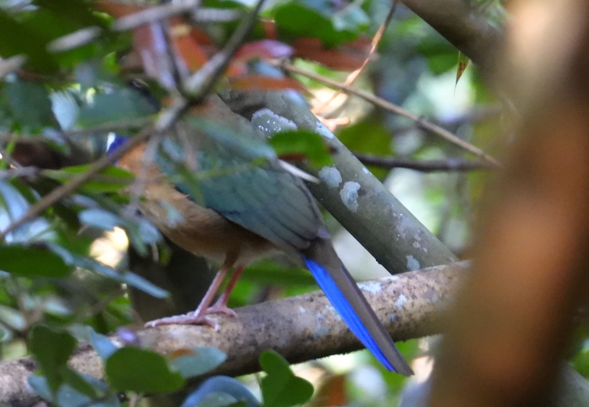 Blaukopf-Erdracke - ML644593768