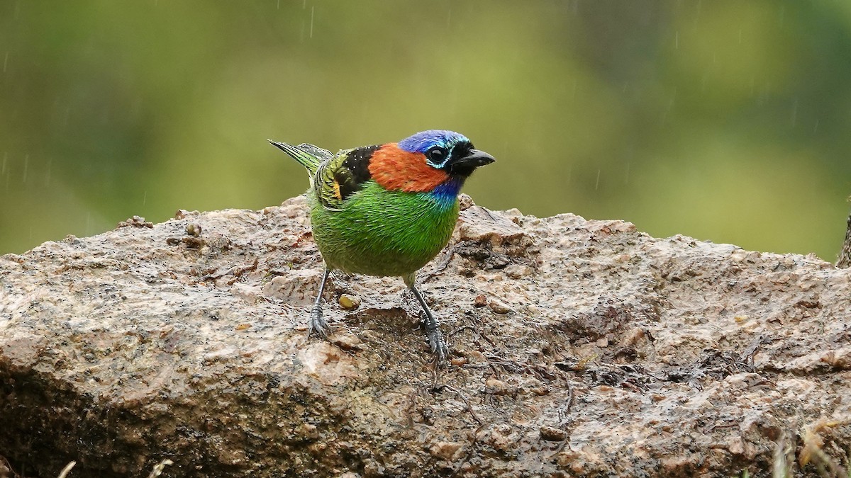 Tangara Militar - ML644593775