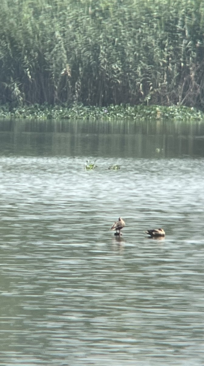 Kormoran - ML644593782