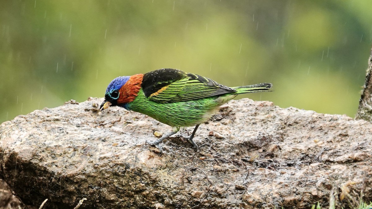 Tangara Militar - ML644593783